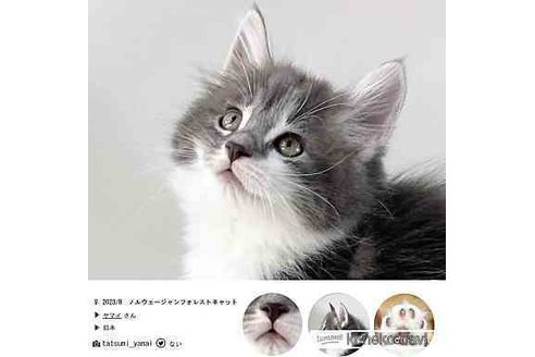 成約済の福岡県のノルウェージャンフォレストキャット-67461の1枚目